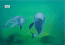 Delphin Delphin von Hilde Rossmann